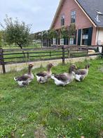 Tououse gans man, Dieren en Toebehoren, Mannelijk, Gans of Zwaan