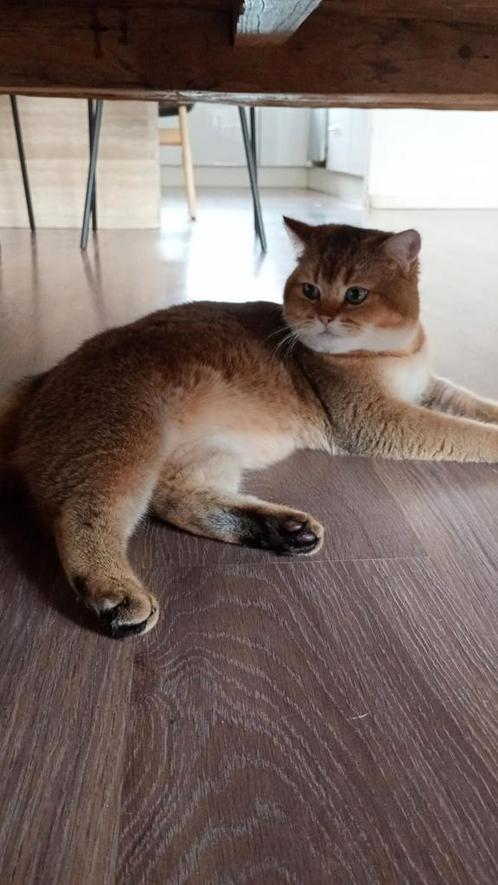Britse korthaar Golden Shaded, Dieren en Toebehoren, Katten en Kittens | Dekkaters