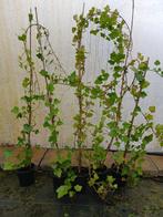 Hedera Hibernica 175 -200 cm, Vaste plant, Ophalen of Verzenden, Bloeit niet, Halfschaduw