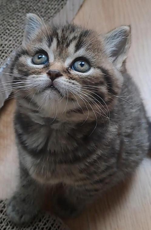 Raszuivere britse korthaar kittens. Nog 2 van de 6, Dieren en Toebehoren, Katten en Kittens | Raskatten | Korthaar, Meerdere dieren