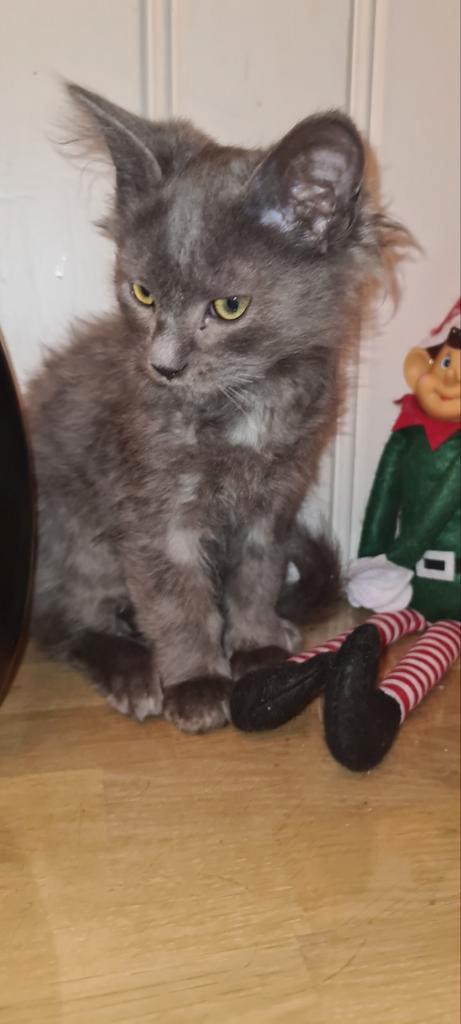 Prachtige mainecoon KATERTJE, Dieren en Toebehoren, Katten en Kittens | Raskatten | Langhaar, Meerdere dieren, Ontwormd