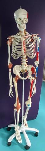 Flex skelet spieraanhechtingsplaatsen & ligamenten, Ophalen, Zo goed als nieuw