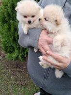 Pomeriaan puppy’s, Dieren en Toebehoren, Honden | Poolhonden, Keeshonden en Oertypen, België, Fokker | Hobbymatig, Keeshond, 8 tot 15 weken