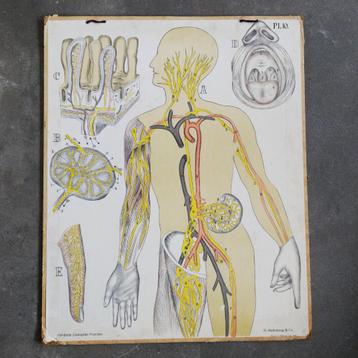 Schoolplaat verteringsorganen, lymfevatenstelsel & mondholte beschikbaar voor biedingen