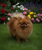 Pomerianan teefje met FCI SM/CM/PL getest, Dieren en Toebehoren, Honden | Poolhonden, Keeshonden en Oertypen, Teef, Eén hond, 3 tot 5 jaar