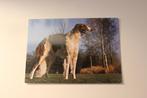 Honden Postkaart - Barzoi, Windhond, POPP FF 1247 Germany, Verzamelen, Ansichtkaarten | Dieren, 1960 tot 1980, Ongelopen, Verzenden
