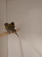 1-1 Kleine cubavink, Dieren en Toebehoren, Vogels | Overige Vogels, Meerdere dieren, Tropenvogel, Geringd