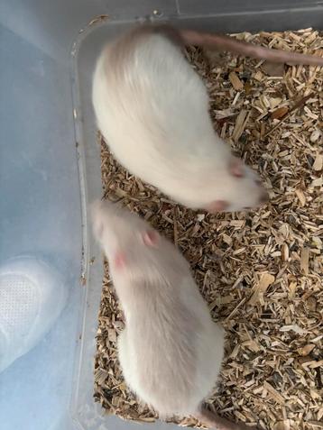 Zsm 2 ratten ratjes mannen met verschoonkooi.Aparte kleuren. beschikbaar voor biedingen