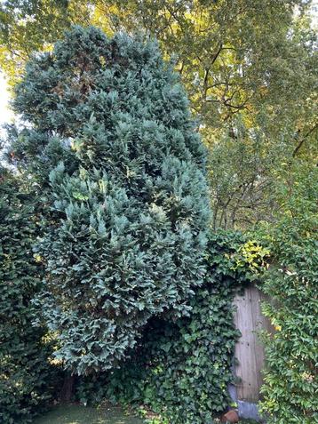 Grote blauwe conifeer kerstbakjes groen takjes bloemschikken beschikbaar voor biedingen