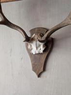 Groot Gewei op Schild - Wanddecoratie, Ophalen, Gebruikt