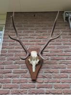 Mooi Edelhert Gewei Jacht Trofee Mancave Jacht Hut d70, Verzamelen, Dierenverzamelingen, Ophalen, Gebruikt, Hert, Gewei of Kop