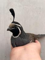 Californische kuif kwartels, Dieren en Toebehoren, Pluimvee, Meerdere dieren, Overige soorten