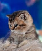 ‼️Nog 2‼️Black Golden Shaded Britse Korthaar kittens, Meerdere dieren, Ingeënt