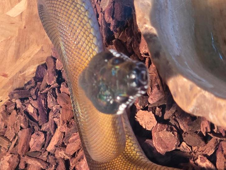 Prachtige witlippython, Dieren en Toebehoren, Reptielen en Amfibieën, Hagedis, 0 tot 2 jaar