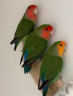 5 x Agapornis roseicollie dwergpapegaai langbevederd, Dieren en Toebehoren, Vogels | Parkieten en Papegaaien, Meerdere dieren