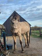 Projectpony D merrie, 5jr, valk, VOOR 1 jan ophalen: €1500, Dieren en Toebehoren, Paarden, Minder dan 160 cm, Zadelmak, 3 tot 6 jaar