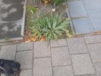 Yukka plantjes - zelf uitgraven, Tuin en Terras, Planten | Tuinplanten, Volle zon, Vaste plant, Zomer, Ophalen