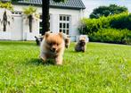 Pomeriaan pups klein blijvende Bear Face puppy’s, Keeshond, CDV (hondenziekte), 8 tot 15 weken, Meerdere