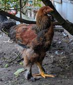Brahma haan, Dieren en Toebehoren, Pluimvee, Mannelijk, Kip