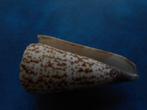 Schelpen: Conus thalasiarchus Sow. f++g 62mm, Verzenden, Schelp(en)