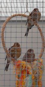 Kanaries 2025, Meerdere dieren