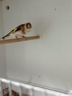 0-1 major putter, Dieren en Toebehoren, Vogels | Overige Vogels, Vrouwelijk, Wildzangvogel