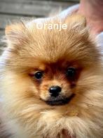 2 pomeriaan teefjes, Dieren en Toebehoren, CDV (hondenziekte), Overige rassen, 8 tot 15 weken, Teef
