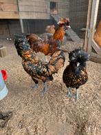 Broedeieren padua kriel goud, Dieren en Toebehoren, Pluimvee, Geslacht onbekend, Kip