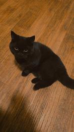 Prachtige Britse Korthaar kater (British Shorthair)7 maanden, Dieren en Toebehoren, Kater, Gechipt