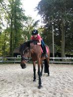 Bijrijder aangeboden, Dieren en Toebehoren, Verzenden, Nieuw