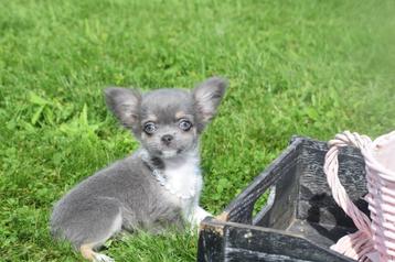 Chihuahua pups mooie keuze direct beschikbaar 💖💖💖 beschikbaar voor biedingen