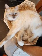 Raszuivere ragdoll kittens --> knappies, Dieren en Toebehoren, Katten en Kittens | Raskatten | Langhaar, Meerdere dieren, Ontwormd