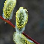 Salix Caprea - Boswilg / Waterwilg, Tuin en Terras, Overige soorten, Lente, Minder dan 100 cm, Ophalen