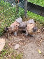2 zijdehoen kriel hanen gratis af te halen, Dieren en Toebehoren, Pluimvee, Mannelijk, Kip