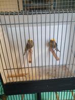 Lizards, Dieren en Toebehoren, Vogels | Kanaries, Mannelijk