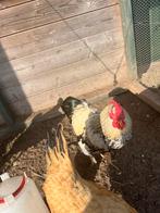 Wyandotte haan, Dieren en Toebehoren, Pluimvee, Mannelijk, Kip