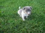Supermooie blauwe jack russell pup, Dieren en Toebehoren, Honden | Jack Russells en Terriërs, CDV (hondenziekte), Particulier