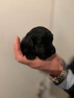 Prachtige Goldendoodle pups! 2 kleurig, nog 3 beschikbaar!, Overige rassen, 8 tot 15 weken, Parvo, Meerdere