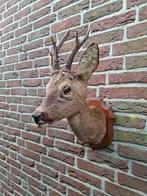 Mooi opgezet reebok kopje met gewei, Verzamelen, Ophalen of Verzenden, Zo goed als nieuw, Hert, Opgezet dier
