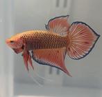 Betta splendens spadetail man, Dieren en Toebehoren, Vis