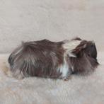 Super lieve jonge cavia zeugjes te koop, Oktober, Vrouwelijk, Cavia
