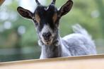 Dwerggeiten, Dieren en Toebehoren, Schapen, Geiten en Varkens