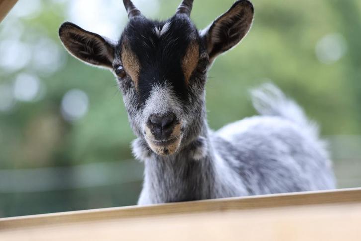 Dwerggeiten, Dieren en Toebehoren, Schapen, Geiten en Varkens
