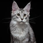 Mooi Maine Coon poesje met Stamboom, Dieren en Toebehoren, Katten en Kittens | Raskatten | Langhaar, Poes, Gechipt, 0 tot 2 jaar