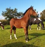 Mooi gebouwd, lief en makkelijk hengstveulen, Dieren en Toebehoren, Paarden, Hengst, Niet van toepassing, Minder dan 160 cm, 0 tot 2 jaar