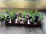 Crassula Ovata Minor Jadeplant, Huis en Inrichting, Vetplant, Minder dan 100 cm, Groene kamerplant, Halfschaduw