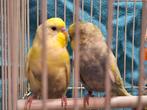grasparkieten kweekkoppel-parkieten, Meerdere dieren, Parkiet, Tam