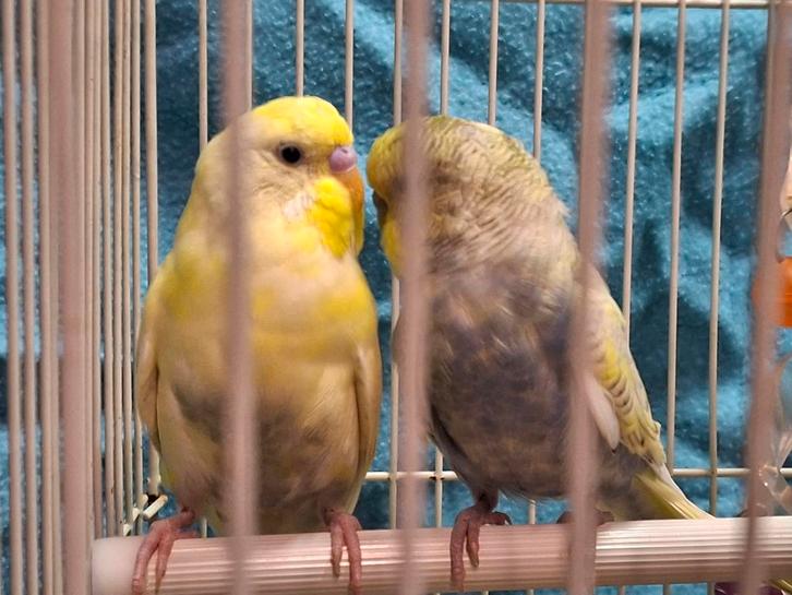 grasparkieten kweekkoppel-parkieten, Dieren en Toebehoren, Vogels | Parkieten en Papegaaien, Parkiet, Meerdere dieren, Tam