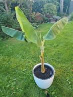 Musa dwarf cavendish, bananenplant inclusief pot, Huis en Inrichting, Kamerplanten, Ophalen, Overige soorten, Minder dan 100 cm