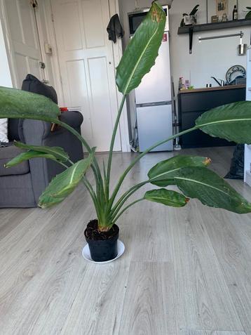Tall Sterlitzia Nicolai - gratis beschikbaar voor biedingen